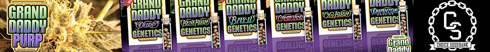 GrandDaddy Purple Seeds