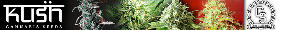 Kush Cannabis Seeds