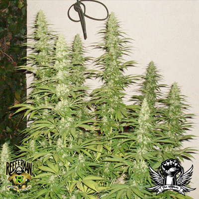 HIT Reeferman Seeds G13 Hash Plant 2