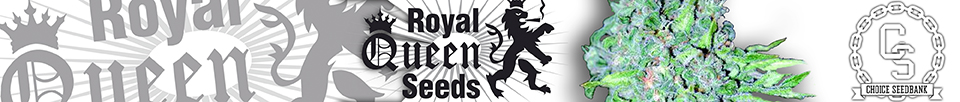 Royal Queen Seeds