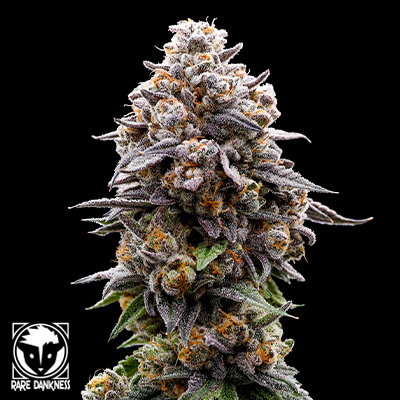 Rare Dankness Seeds Star Killer
