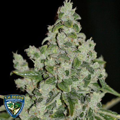 Frequently asked questions: popular MK Ultra seed feminized weed