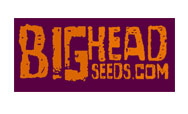 Big Head Seeds