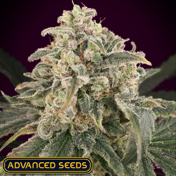 Advanced Seeds AUTO Amnesia XXL