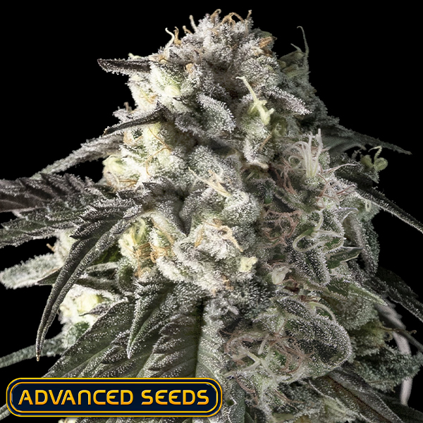 Advanced Seeds Fire DOG