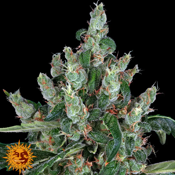 Barneys Farm Seeds Laughing Buddha