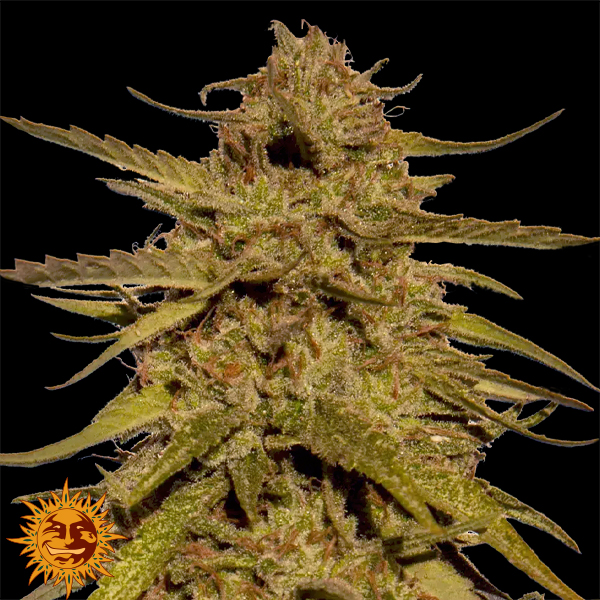 Barneys Farm Seeds Pineapple Haze