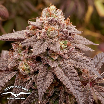 Dutch Passion Seeds Slush Mint Cake BX1 (Limited Edition)