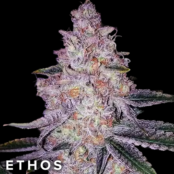 Ethos Genetics Seeds Planet of the Grapes RBX