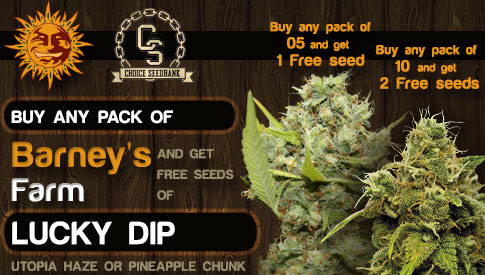 The Choice Seedbank - Buy Cannabis Seeds Online | Best Marijuana ... The Choice Seedbank - Buy Cannabis Seeds Online | Best Marijuana ...