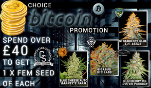 Marijuana seeds promotions Marijuana seeds promotions
