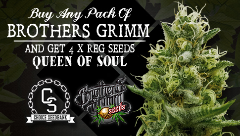 The Choice Seedbank - Buy Cannabis Seeds Online | Best Marijuana ...