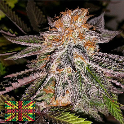 Connoisseur Genetics Cannabis Seeds | The CHOICE Seed Bank