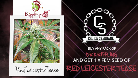 The Choice Seedbank - Buy Cannabis Seeds Online | Best Marijuana ... The Choice Seedbank - Buy Cannabis Seeds Online | Best Marijuana ...