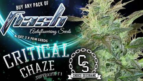 The Choice Seedbank - Buy Cannabis Seeds Online | Best Marijuana ... The Choice Seedbank - Buy Cannabis Seeds Online | Best Marijuana ...
