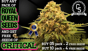 Marijuana seeds promotions Marijuana seeds promotions