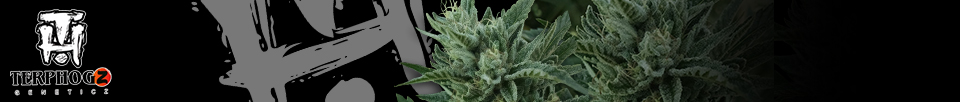 Terp Hogz Genetics (Plantinum Seeds)