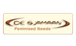 De Sjamaan Seeds