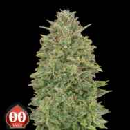 00 Seeds 00 Skunk