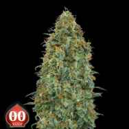 00 Seeds Blueberry