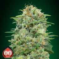 00 Seeds White Widow CBD