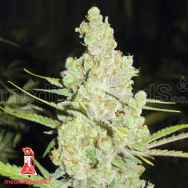 Medical Seeds 1024