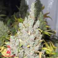 Medical Seeds 2046