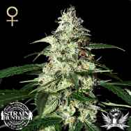 Strain Hunters Seedbank Seeds Skunk AUTO