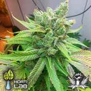 Hortilab Seeds Sweet Pink Grapefruit BX
