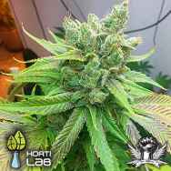 Hortilab Seeds Sweet Pink Grapefruit BX