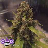 CBD Crew Seeds 3D AKA 3 Districts