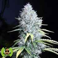 Loud Seeds 7/8 Sour