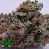 BC Bud Depot Seeds 707 Headband