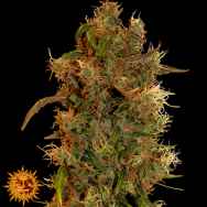 Barneys Farm Seeds 8 Ball Kush