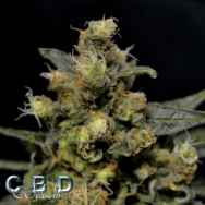 CBD Seeds AK