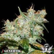 Genehtik Seeds AK Auto Goxuak