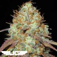 Ultra Genetics Seeds AK Confidential