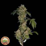 British Columbia Seeds AKBC