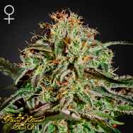 Green House Seeds AMS