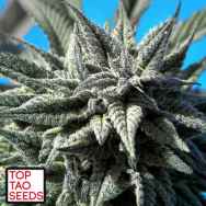 Top Tao Seeds Auto Tao Blueberry