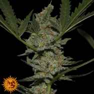 Barneys Farm Seeds Acapulco Gold