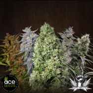 ACE Seeds Ace Mix