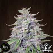 ACE Seeds Bangi Haze