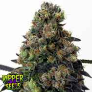 Ripper Seeds Acid Dough