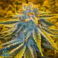 Exotic Genetix Seeds Adonis