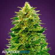 Advanced Seeds AUTO Amnesia