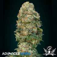 Advanced Seeds Afghan Skunk