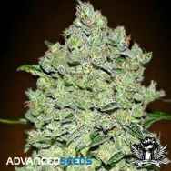 Advanced Seeds AUTO BioDiesel Mass