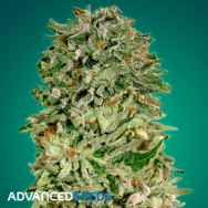 Advanced Seeds Shark Widow CBD