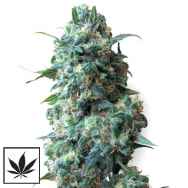 White Label Seeds Afghan Kush